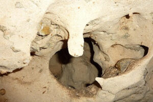 1 glottis-in-brain-fungus-cave_orig