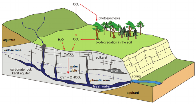 The above diagram shows a general schematic of the carbon dioxide – bicarbonate cycle within the epikarstic, vadose and phreatic zones.